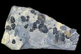 Elrathia Trilobite Cluster - Wheeler Shale, Utah #105577-1